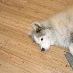 CALI Vinyl Pro Classic 10-Piece 7.12-in X 48-in Natural Eucalyptus Luxury Vinyl Plank Flooring 5 CALI Vinyl Pro Classic 10-Piece 7.12-in X 48-in Natural Eucalyptus Luxury Vinyl Plank Flooring -Carpet And Flooring Stores 810124035037 12028265 1800x1800